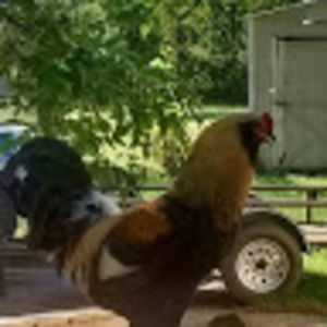 Meet your Posher, Victoria